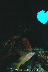 Fish by Vito Lorusso 